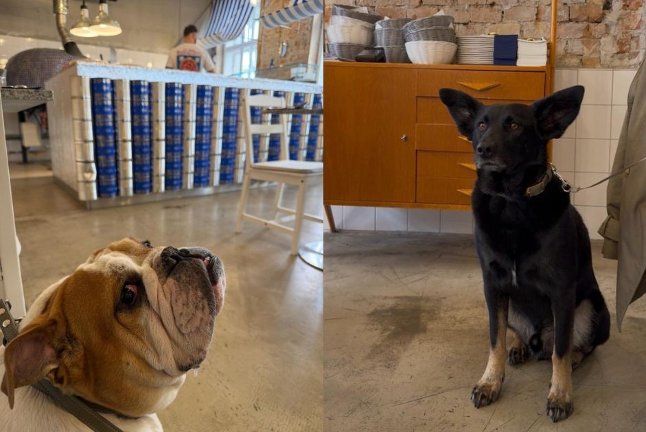 olis dogfriendly reštaurácia